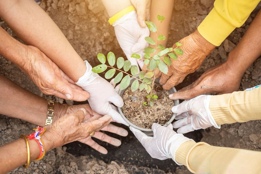 planting