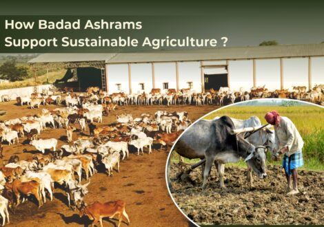 How Badad Ashrams Support Sustainable Agriculture