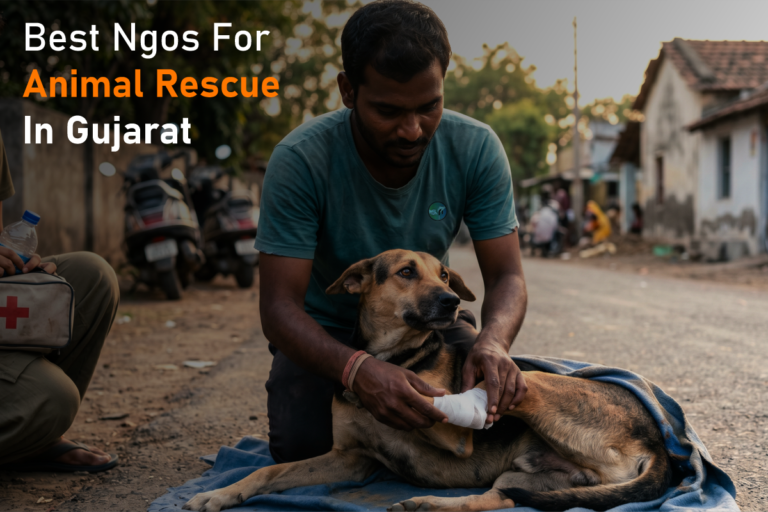 Best NGOs for Animal Rescue in Gujarat – Full Guide for Donors & Volunteers